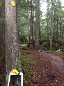 New snowshoe marker